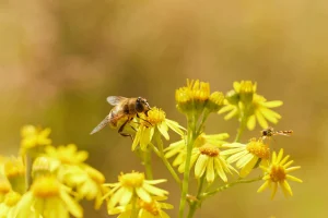 Schlupfwespe und Biene auf Blume