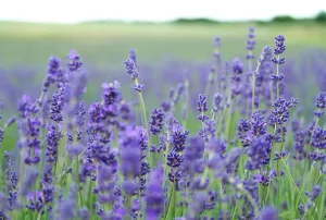 Lavendel Pflanzenkrankheiten