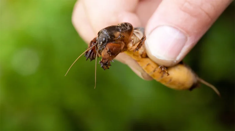 Maulwurfsgrillen in der Hand, Bekämpfung im Garten