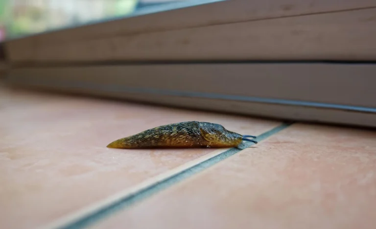 Nacktschnecken im Haus