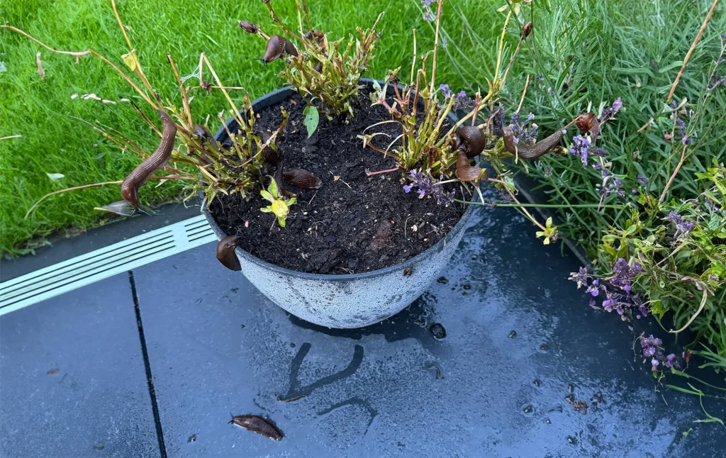 Nacktschnecken im Haus