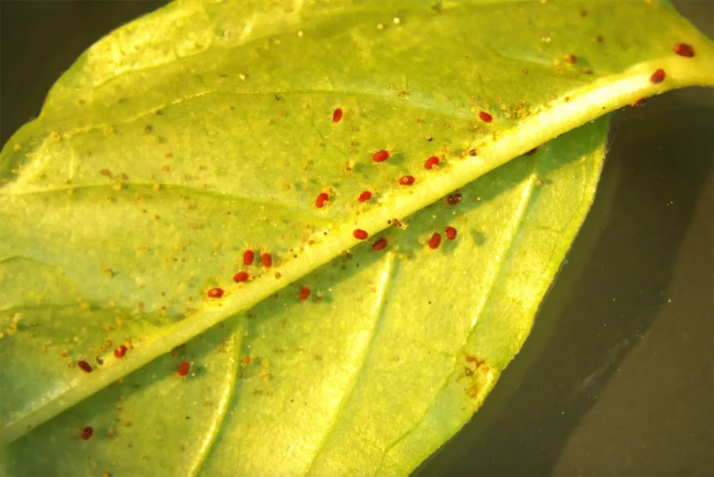 Spinnmilbe auf Blatt