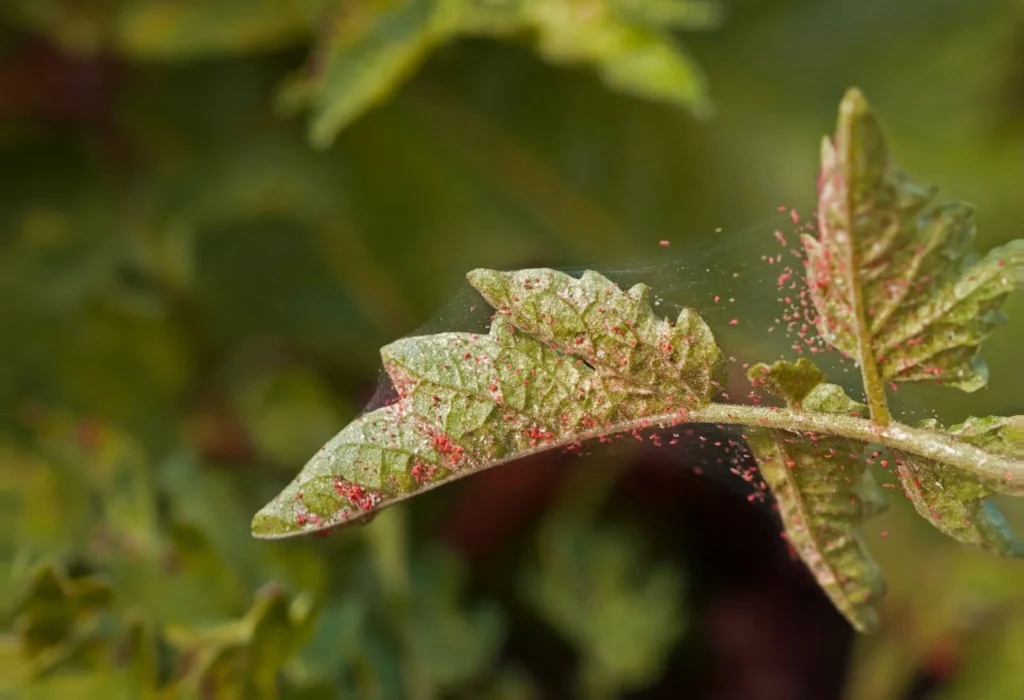 Spinnmilben in einer Pflanze