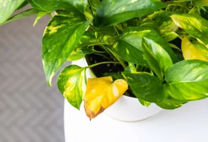 Gelbe bladeren pflanze