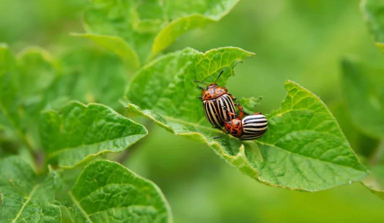 Ist der Colorado-Käfer giftig für Mensch oder Tier?
