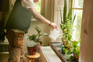 Man gießt Zimmerpflanzen