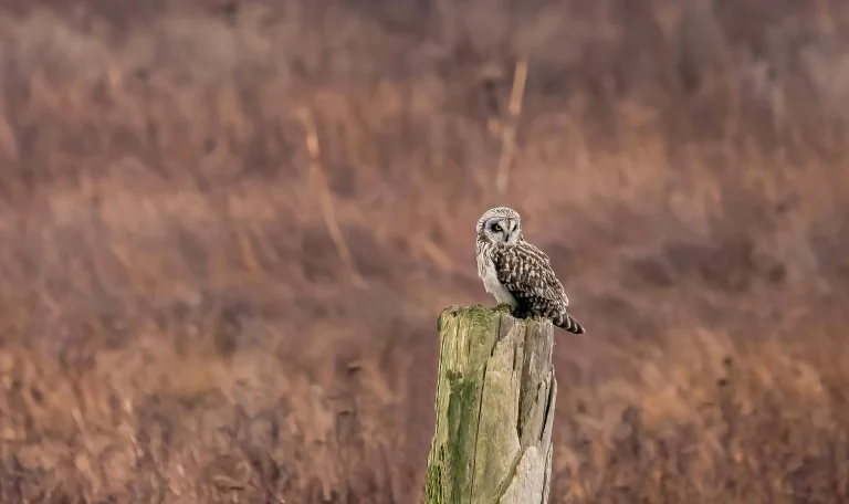 Die Eule, ein natürlicher Feind der Maulwurfsgrille.