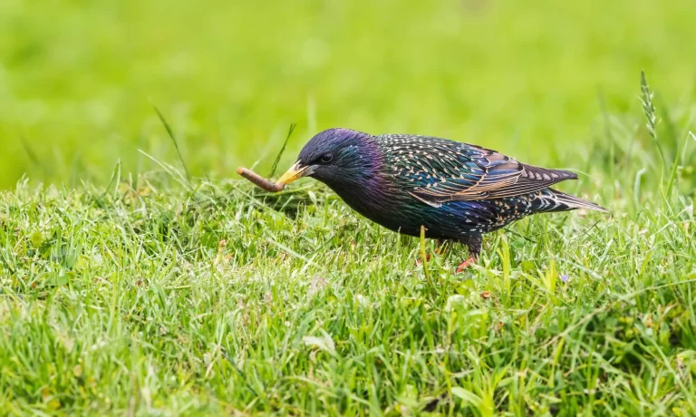 Warum buddeln Vögel in meinem Rasen?