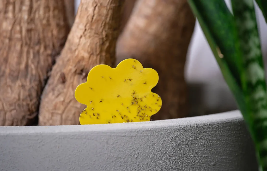 Fangplatten gegen Trauermücken an Pflanzen