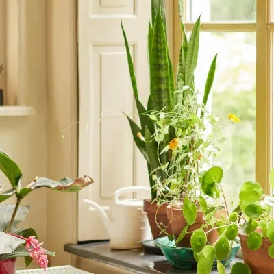 Pflanzen im Wohnzimmer