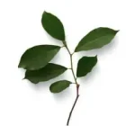 Nematoden auf Blatt(ern) ausbringen