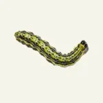 Makro foto Buchsbaumzünsler