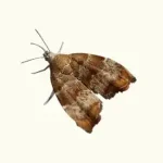 Makro foto Feigen Spreizflügelfalters