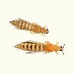 Makrofoto vom Thripse