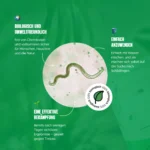 Erklärung: Nematoden gegen Thripse