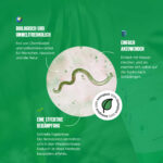 Erklärung: Nematoden gegen Wiesenschnake