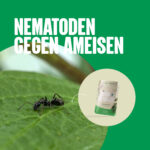 Nematoden gegen Ameisen