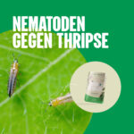 Nematoden gegen Thripse
