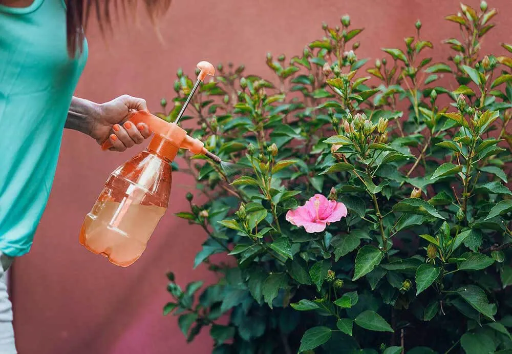 Pflanzensprühflasche innen