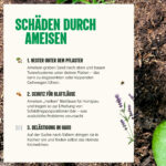 Schäden durch Ameisen
