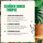 Schäde durch Thripse
