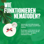 Wie funktionieren nematoden gegen Ameisen