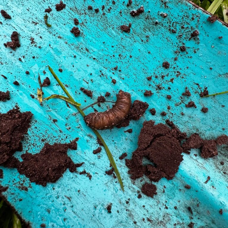 Wiesenschnake aus de naehe