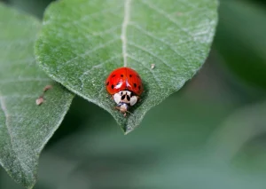 Die häufigste Käferart ist der Marienkäfer.