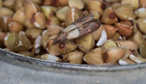 Lebensmittelmotte an Nüssen erkennen