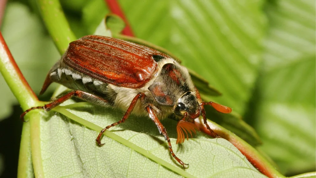 Maikäfer auf Blatt