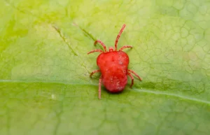 Sind Blutläuse gefährlich?