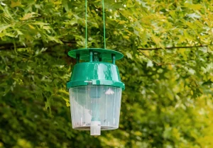 Wie funktioniert eine Buchsbaumzünslerfalle?