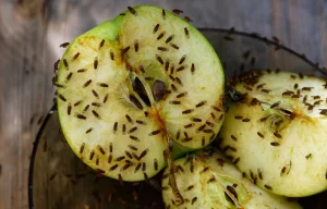 Fruchtfliege auf einem Apfel erkennen