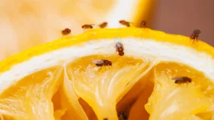 Fruchtfliegen auf Obst