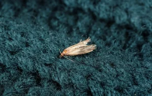 Kleidermotte auf Wollpullover