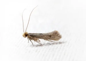 Kleidermotte Textilien
