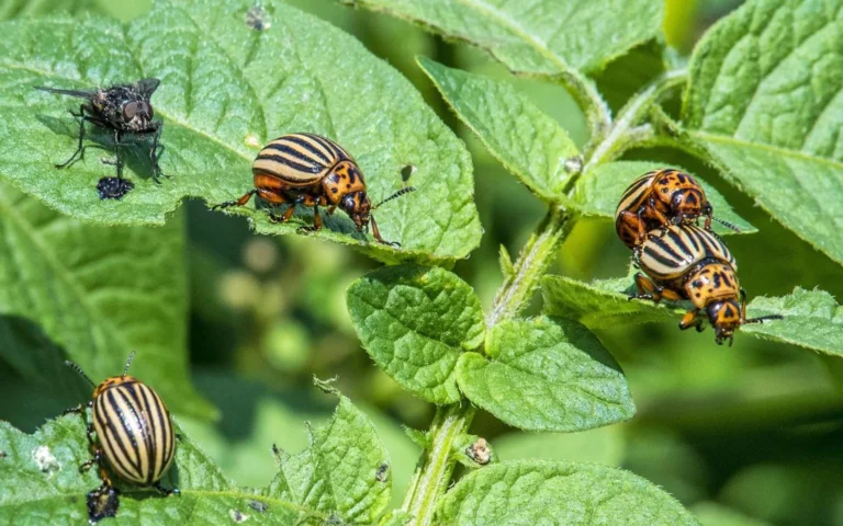 Kartoffelkäfer am Blatt