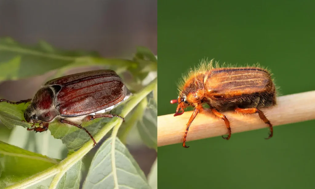 Unterschied zwischen Maikäfer und Junikäfer