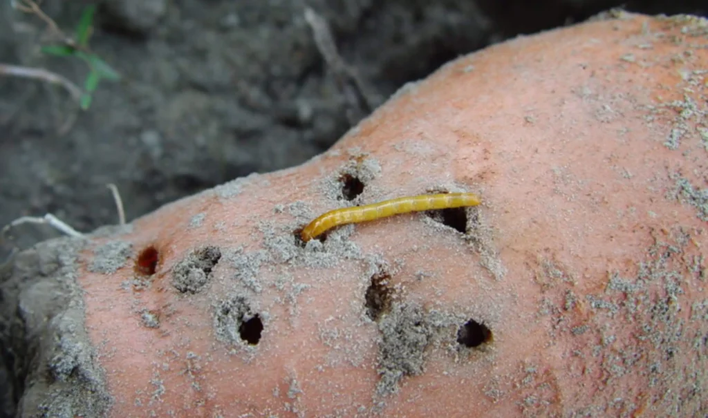 Drahtwürmer in einer Kartoffel