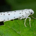 Gespinstmottenfalter