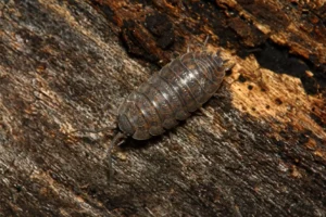 Kellerasseln und Holz