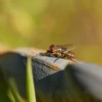 Kohlfliegen erkennen