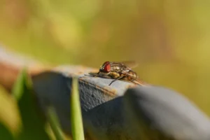 Kohlfliegen erkennen
