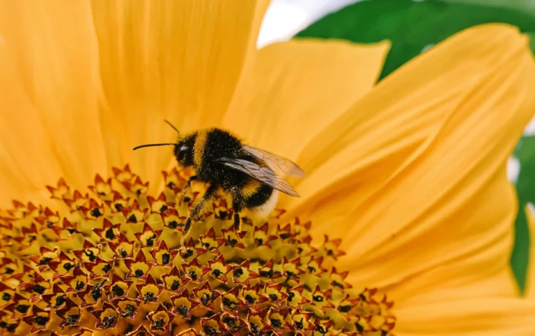 Bienenfreundliche Blumen