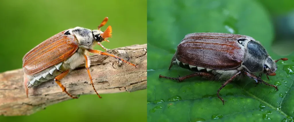 Der Junikäfer und der Maikäfer