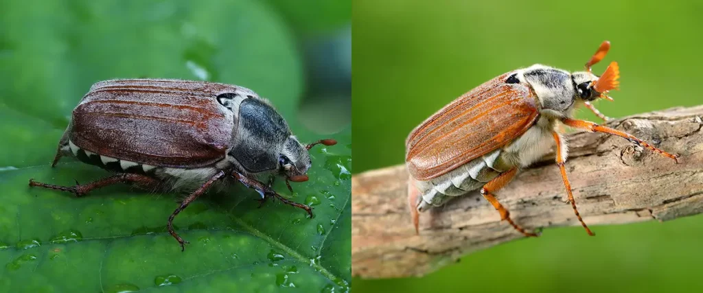 Der Maikäfer und der Junikäfer