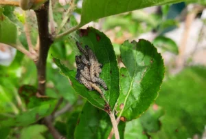 Gespinstmotte gespinste blatt erkennen