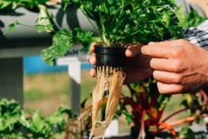 Pflanze mit sichtbaren Wurzeln in Hydrokultur