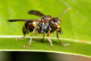 Eine Biene auf einem Blatt