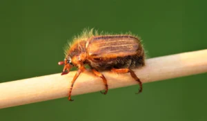 Der Junikäfer der kleine Bruder des Maikäfers